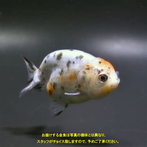 山形金魚|生体販売 